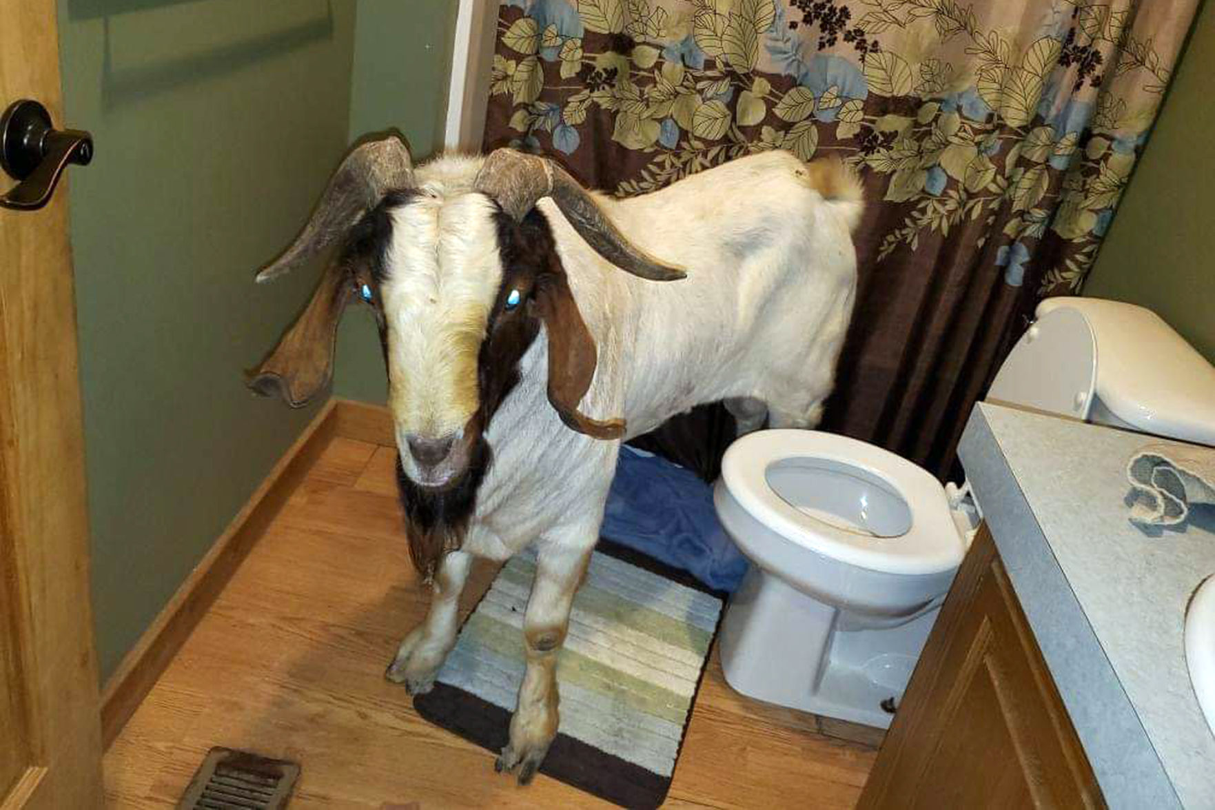 ODD Goat Break-In